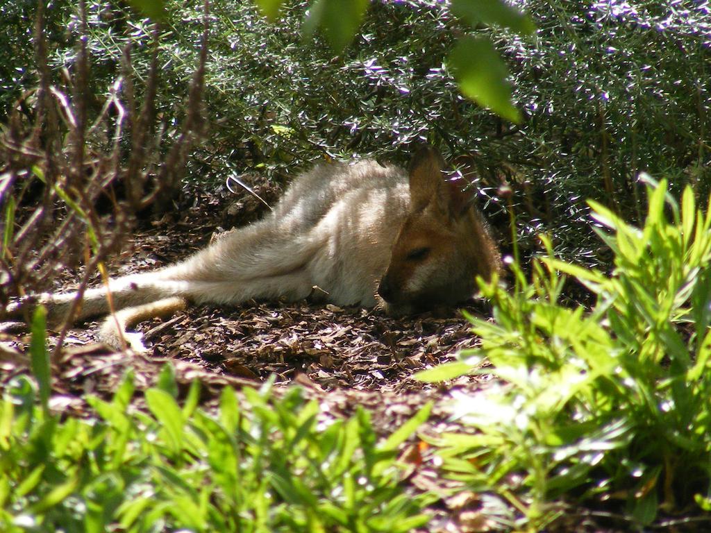 Wallaby Ridge Retreat Mount Tamborine Kültér fotó